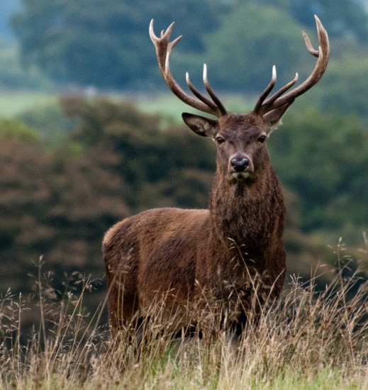 990 red deer Cervus elaphus 48 519x550 Зороастрийский гороскоп. Олень