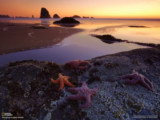 Indian Beach Oregon SSHA. Avtor foto Vadim Balakin Vadim Balakin 550x412 Живописная природа США