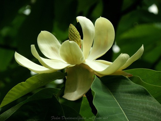 0 47297 67c82026 XL 550x412 Magnolia grandiflora