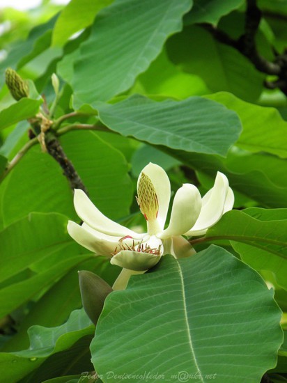 0 4729c db5e41b5 XL 412x550 Magnolia grandiflora