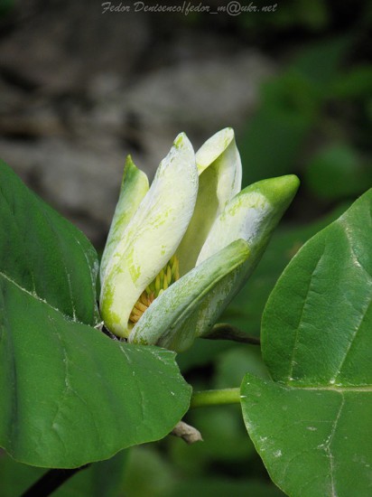 0 472a4 40c49db6 XL 412x550 Magnolia grandiflora