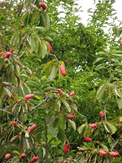 0 50a31 6046ecc9 XL 412x550 Magnolia grandiflora