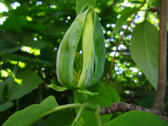 IMG 4781 550x412 Magnolia grandiflora