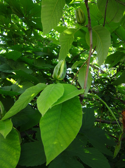 IMG 4782 412x550 Magnolia grandiflora