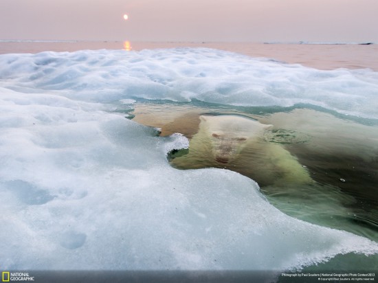 ng photo contest 2013 04 550x412 Фауна от National Geographic