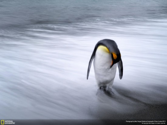 ng photo contest 2013 07 550x412 Фауна от National Geographic