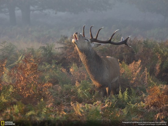 ng photo contest 2013 09 550x412 Фауна от National Geographic