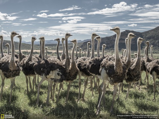 ng photo contest 2013 15 550x412 Фауна от National Geographic