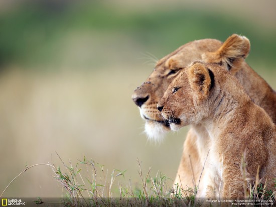 ng photo contest 2013 19 550x412 Фауна от National Geographic