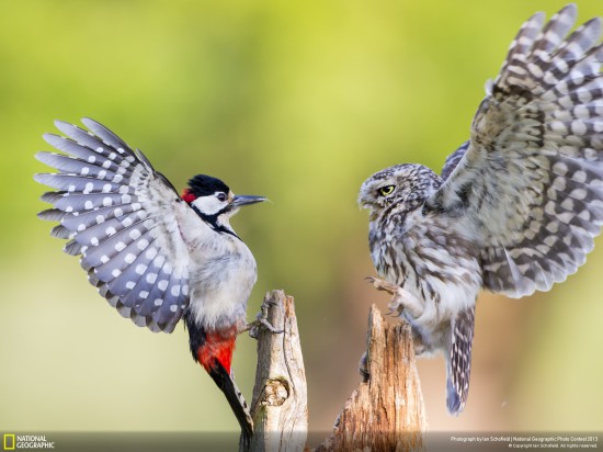 ng photo contest 2013 21 550x412 Фауна от National Geographic