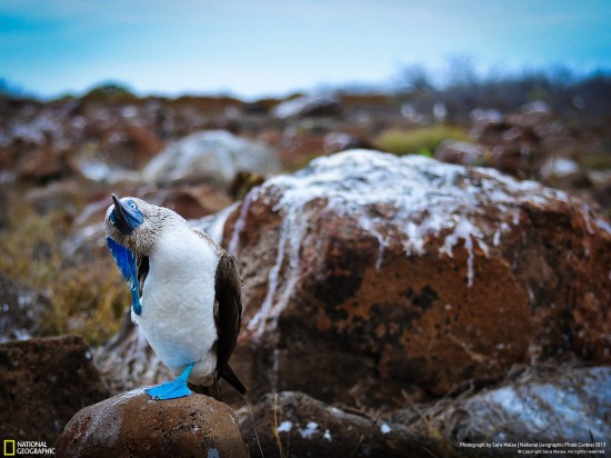 ng photo contest 2013 22 550x412 Фауна от National Geographic