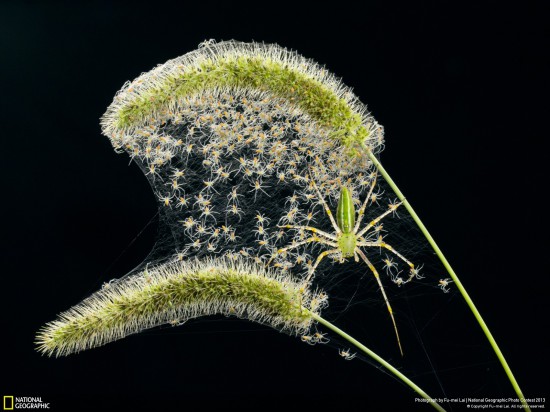 ng photo contest 2013 26 550x412 Фауна от National Geographic