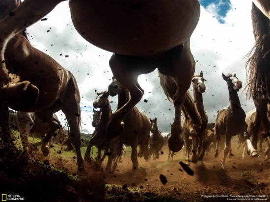 ng photo contest 2013 27 550x412 Фауна от National Geographic