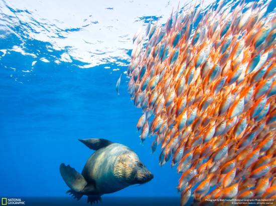 ng photo contest 2013 31 550x412 Фауна от National Geographic