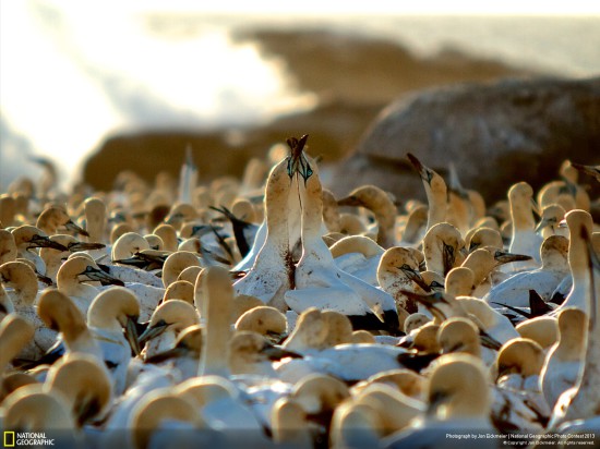 ng photo contest 2013 38 550x412 Фауна от National Geographic