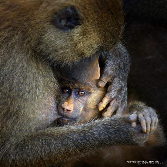 1342784321 animal love photography by marina cano 14 b177.ru  550x550 Отцы и дети у животных