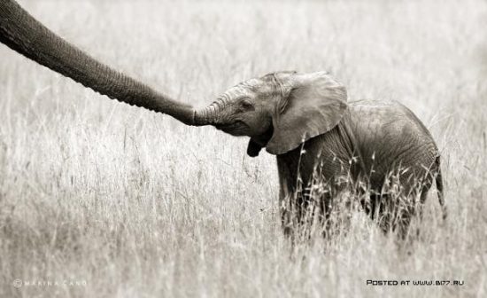 1342784352 animal love photography by marina cano 8 b177.ru  550x336 Отцы и дети у животных