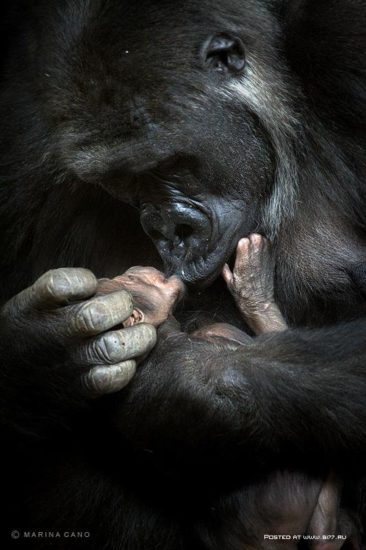 1342784374 animal love photography by marina cano 5 b177.ru  366x550 Отцы и дети у животных
