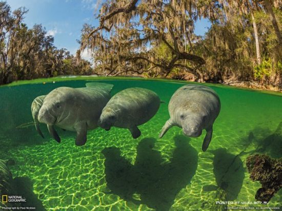 1377536670 national geographic luchshie fotografii 3 550x412 National Geographic подборка фотографий