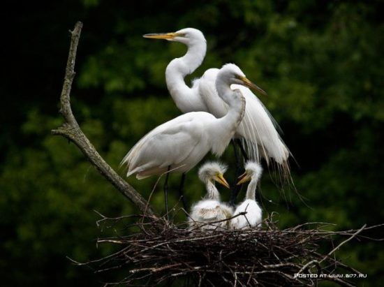 1377536675 national geographic luchshie fotografii 21 550x411 Отцы и дети у животных