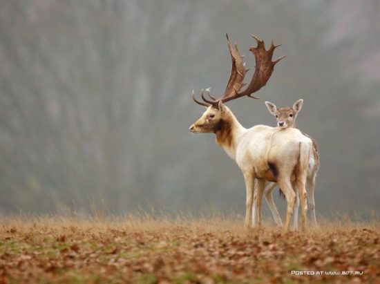 1377536677 national geographic luchshie fotografii 20 550x411 National Geographic подборка фотографий