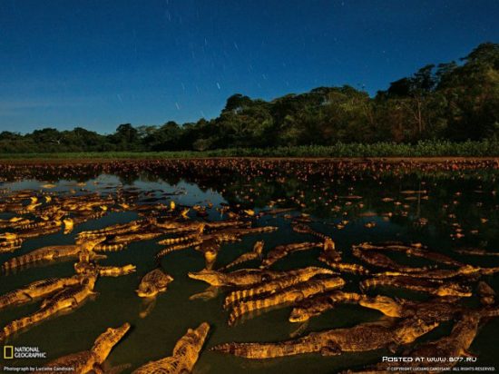 1377536687 national geographic luchshie fotografii 1 550x412 National Geographic подборка фотографий