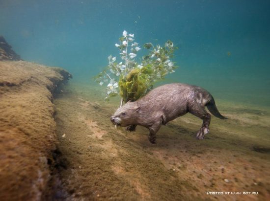 1377536690 national geographic luchshie fotografii 24 550x411 National Geographic подборка фотографий