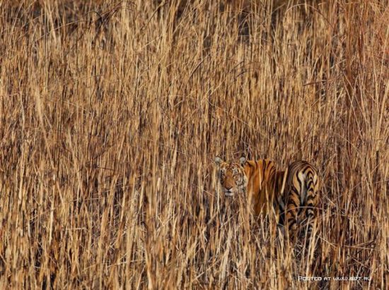 1377536698 national geographic luchshie fotografii 6 550x411 National Geographic подборка фотографий