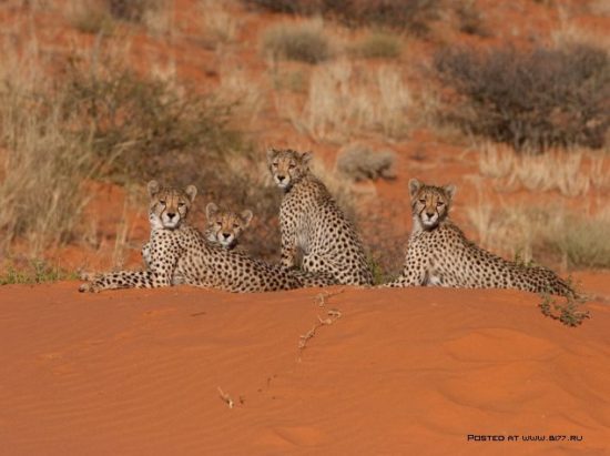 1377536699 national geographic luchshie fotografii 23 550x411 National Geographic подборка фотографий