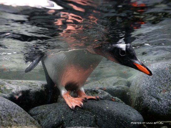 1377536707 national geographic luchshie fotografii 17 550x411 National Geographic подборка фотографий