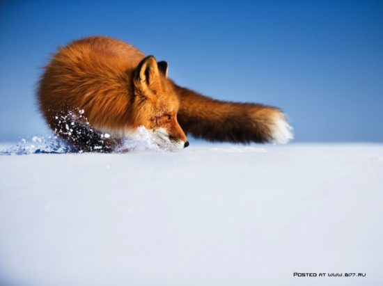 1377536713 national geographic luchshie fotografii 27 550x411 National Geographic подборка фотографий