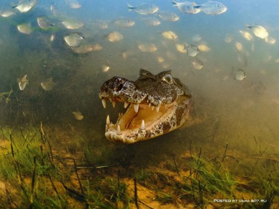 1377536728 national geographic luchshie fotografii 10 550x411 National Geographic подборка фотографий