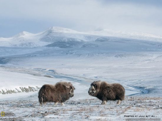 1377536730 national geographic luchshie fotografii 5 550x412 National Geographic подборка фотографий