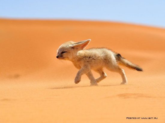 1377536734 national geographic luchshie fotografii 26 550x411 National Geographic подборка фотографий