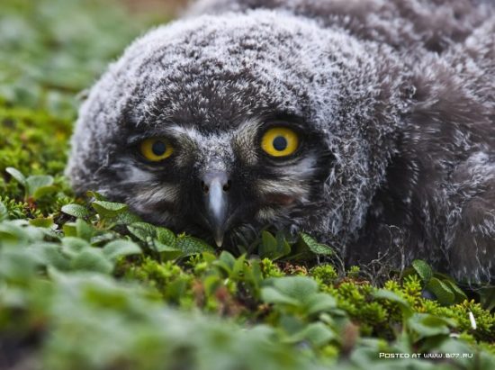 1377536749 national geographic luchshie fotografii 29 550x411 National Geographic подборка фотографий