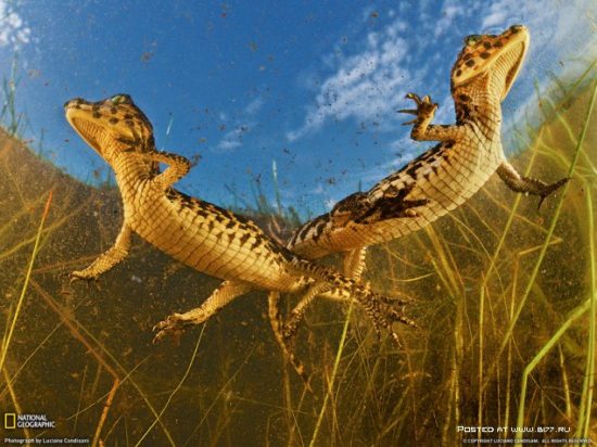 1377536750 national geographic luchshie fotografii 12 550x412 National Geographic подборка фотографий