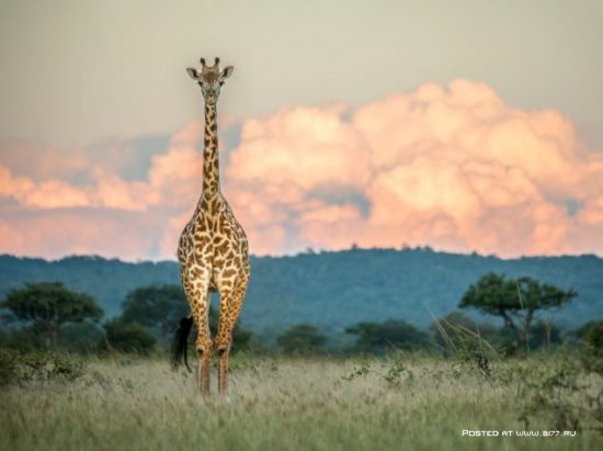 1377536751 national geographic luchshie fotografii 11 550x411 National Geographic подборка фотографий