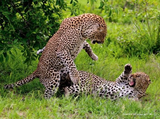 1377536753 national geographic luchshie fotografii 32 550x411 National Geographic подборка фотографий