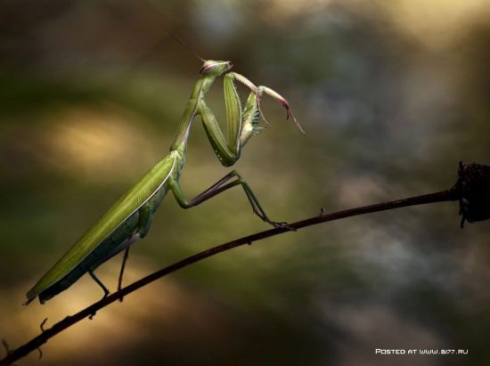 1377536759 national geographic luchshie fotografii 7 550x411 National Geographic подборка фотографий