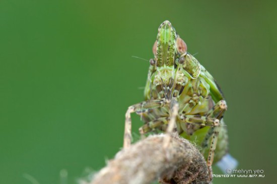 1378835281 macro photo by melvyn yeo 2015 b177.ru 58 550x365 Макро фото от Melvyn Yeo