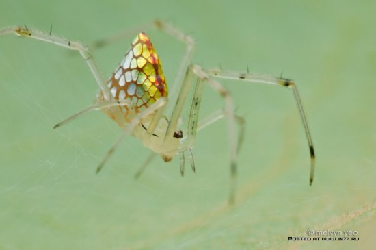 1378835288 macro photo by melvyn yeo 2015 b177.ru 47 550x365 Макро фото от Melvyn Yeo