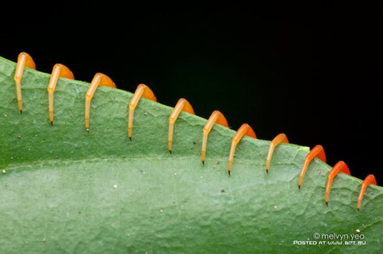 1378835289 macro photo by melvyn yeo 2015 b177.ru 64 550x365 Макро фото от Melvyn Yeo