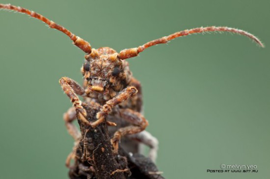 1378835302 macro photo by melvyn yeo 2015 b177.ru 60 550x365 Макро фото от Melvyn Yeo