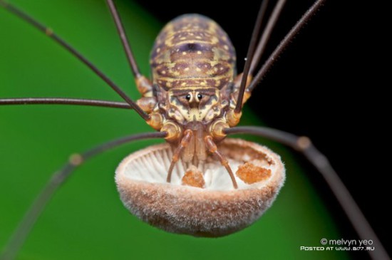 1378835303 macro photo by melvyn yeo 2015 b177.ru 48 550x365 Макро фото от Melvyn Yeo