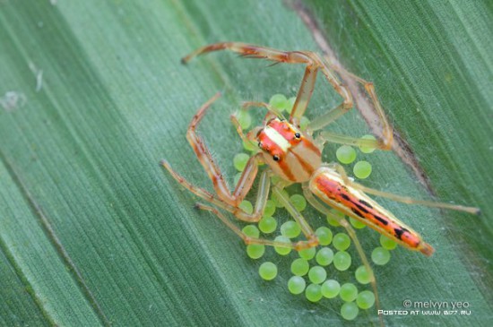 1378835319 macro photo by melvyn yeo 2015 b177.ru 50 550x365 Макро фото от Melvyn Yeo