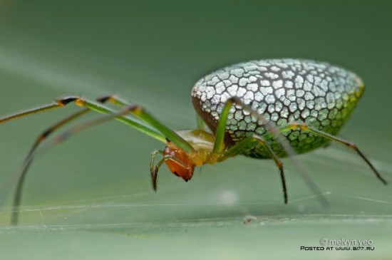 1378835326 macro photo by melvyn yeo 2015 b177.ru 70 550x365 Макро фото от Melvyn Yeo