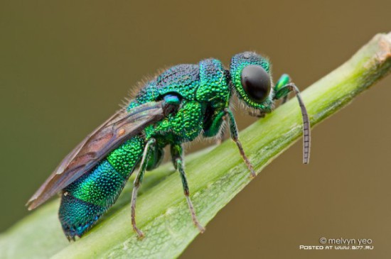 1378835354 macro photo by melvyn yeo 2015 b177.ru 22 550x365 Макро фото от Melvyn Yeo