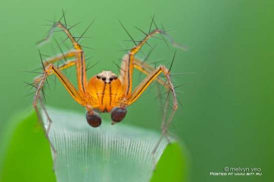 1378835362 macro photo by melvyn yeo 2015 b177.ru 42 550x365 Макро фото от Melvyn Yeo