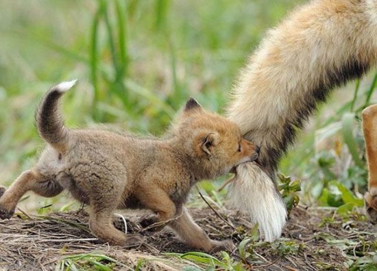 Animal kids 21 550x396 Отцы и дети у животных