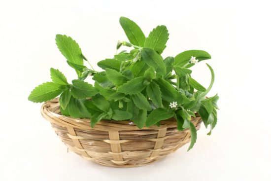 stevia 1 550x367 Стевия: сахарное растение